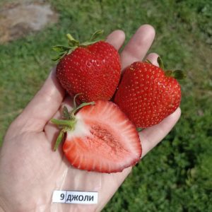 Клубника №9.