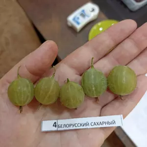 Крыжовник №4.