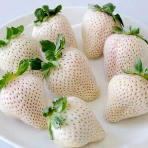 КИТАЙСКИЕ И ЯПОНСКИЕ СОРТА КЛУБНИКИ